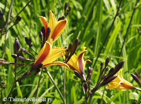 Hemerocallis Hybrida-Ryhm 'Golden Chimes'